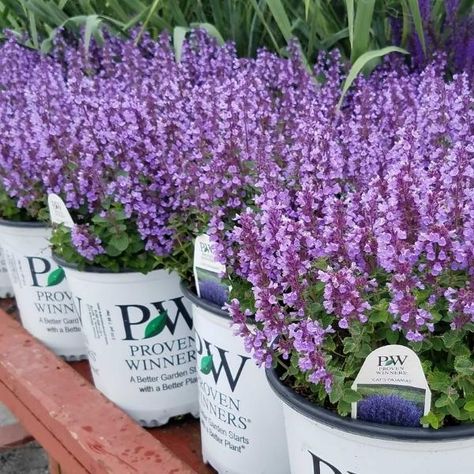 Cats Pajamas Catmint, Cat Mint Plant Perennials, Cats Pajamas Plant Landscaping, Catmint Landscaping, Cat Mint Plant, Catmint Plant, Veronica Plant, Florida Gardens, Cat Mint