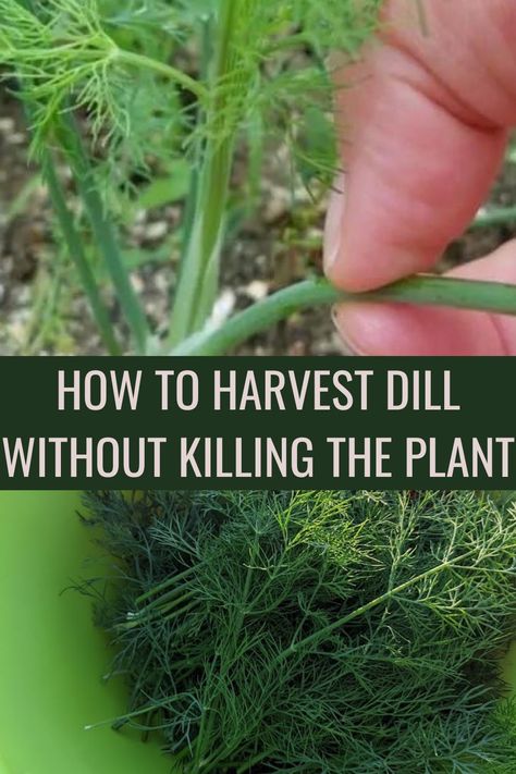 Harvest Dill Seeds, Dry Dill How To, Recipes That Use Fresh Dill, Dill Plant Care, What To Make With Fresh Dill, Cooking With Fresh Dill, How To Grow Dill In A Pot, Growing Dill Outdoors, Can You Freeze Dill