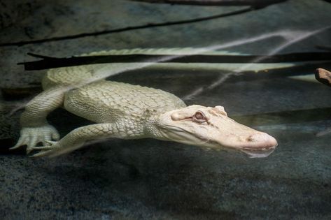 Snowflake, a 7-foot-long albino American alligator, will reside at Brookfield Zoo through September. (Kelly Tone / Chicago Zoological Society) Rare Albino Animals, Albino Animals, Interesting Animals, Rare Animals, Crocodiles, Reptiles And Amphibians, Weird Animals, Unique Animals, On The Ground