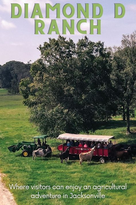 Diamond D Ranch has welcomed visitors for more than 50 years for a hands-on agricultural adventure with an array of educational programs. 📸: Diamond D Ranch Griffin Family, Family Farm, 50 Years, Hands On, The Next, Florida