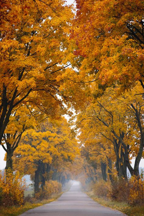 Fall road. stock image Autumn Scenery, Tree Canvas, Cabin In The Woods, Autumn Beauty, Fall Pictures, Autumn Landscape, Road Trip Itinerary, Jolie Photo, The Masterpiece