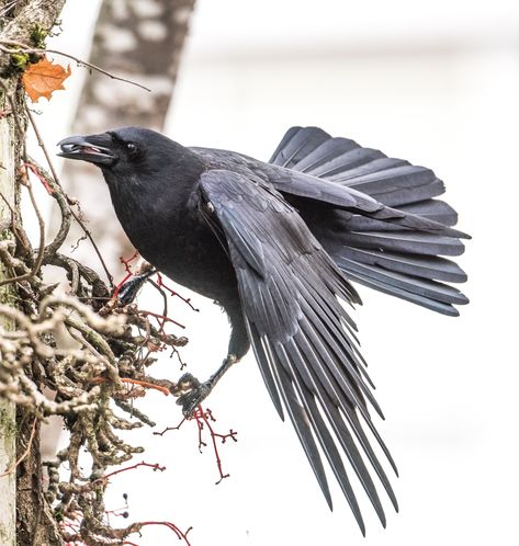 Kris Tsujikawa on Twitter: "Balancing while foraging #crows 🖤… " Crow Holding Something, Crow Photos, Blackbird Singing, Jackdaw, Raven Art, Ap Art, Reference Images, Clay Sculpture, Pretty Cats