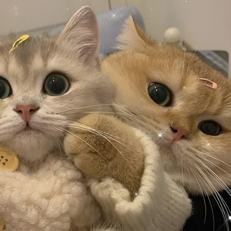 Matching Couple Dp Cats, Couple Dp Aesthetic Cats, Cats Couple Dp, Cat Couple Pfp, Avt Couple, Pp Couple, Cat Profile, Cat Couple, Cute Cats Photos