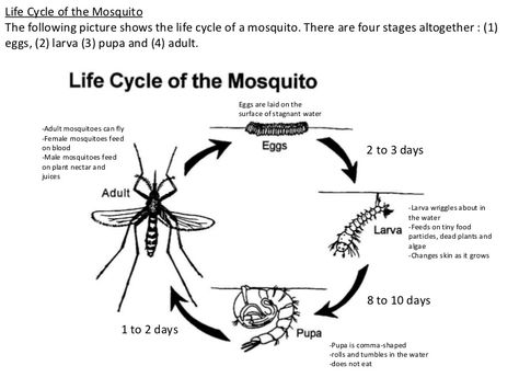 Life Cycle of the Mosquito The following picture shows the life cycle of a mosquito. There are four stages altogether : (1... Life Cycle Of A Mosquito, Mosquito Life Cycle, Female Mosquito, Flying Animals, Emergent Curriculum, Animal Life Cycles, Environmental Studies, Saving Quotes, Medical School Essentials