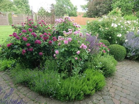 Plant Combos, Rosen Beet, Die Rose, English Cottage Garden, English Cottage, Clematis, Beets, Cottage Garden, Roses