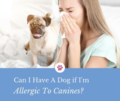 Can I Have A Dog If I’m Allergic To Canines? Allergic To Dogs, The Question, Best Dogs, A Dog, Allergies, I Can, Notebook, Canning, Dogs