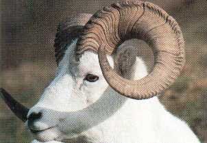 Spiral pattern in animals horns and tusks Spiral Pictures, Fibonacci Spiral Nature, Carl Brenders, Sheep Portrait, Dall Sheep, Spirals In Nature, Big Horn Sheep, Golden Spiral, Fibonacci Sequence