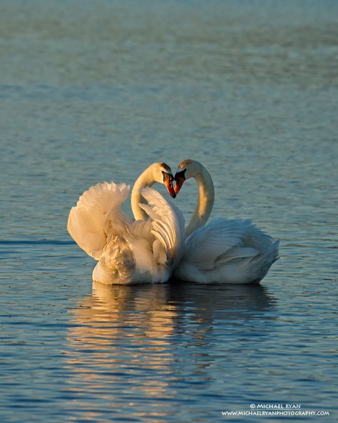 Swan Couple, Two Swans, Mute Swan, Nikon D800, Big Bird, Swans, Love Birds, Bird Art, Beautiful Creatures