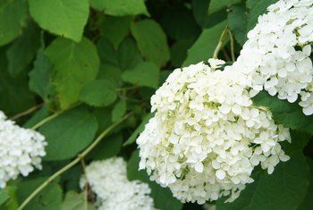 When To Prune Hydrangeas, Limelight Hydrangeas, Hydrangea Paniculata Limelight, Hydrangea Arborescens Annabelle, Pruning Hydrangeas, Annabelle Hydrangea, Curb Appeal Landscape, Smooth Hydrangea, Hydrangea Arborescens