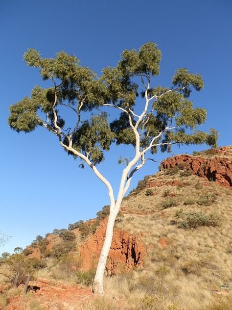 Well ... there has to be a Ghost Gum at Ormiston Gorge's Ghost Gum Lookout, right? Central #Australia is lookin' good! Australian Trees, Australian Travel, Eucalyptus Tree, Aspen Trees, Plant Painting, White Tree, Photo Tree, Landscape Pictures, Green Nature