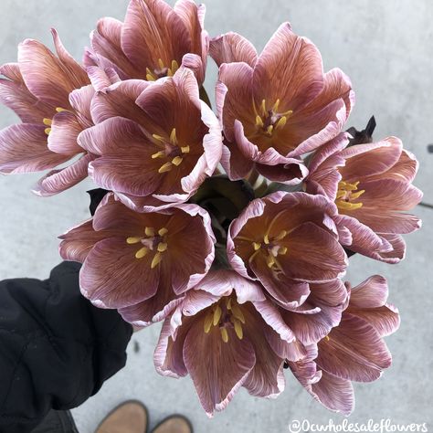 The amazing new sensation of the brownie series! Brownie tulips, coming from Holland. Now available 😍 Brownie Tulip, Chocolate Tulips, Plant Fungus, Flower Guide, Florist Shop, Flowers Bouquet Gift, Nothing But Flowers, Event Planning Company, Flower Therapy