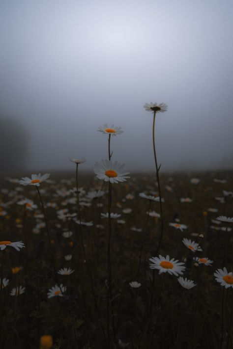 Dark Spring Background, Cold Astethic, Sneha Core Aesthetic, Gloomy Spring Aesthetic, Rainy Field Aesthetic, Foggy Window Flower Wallpaper, Spring Dark Aesthetic, Protected Aesthetic, Dark Spring Wallpaper