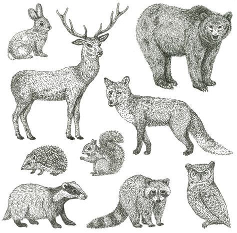 Woodland Animal Art, Hand Carved Stamps, Winter Woodland, Stamp Printing, Winter Animals, Fox Art, Zen Art, Animal Sketches, Christmas Drawing