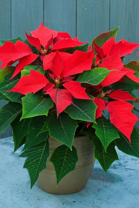 Poinsettia Care, Poinsettia Plant, Christmas Plants, Decoration Plante, Christmas Flowers, Hydrangea Flower, Decoration Design, Beautiful Christmas, Poinsettia