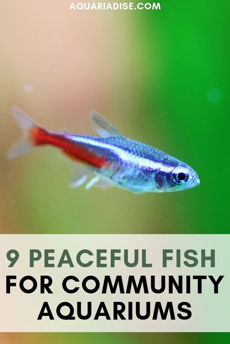 9 Peaceful community fish! | Aquariadise Community Fish Tank, Peaceful Community, Tropical Fish Tanks, Tropical Fish Aquarium, Tropical Freshwater Fish, Fresh Water Fish Tank, Fish Breeding, Salt Water Fish, Freshwater Aquarium Fish