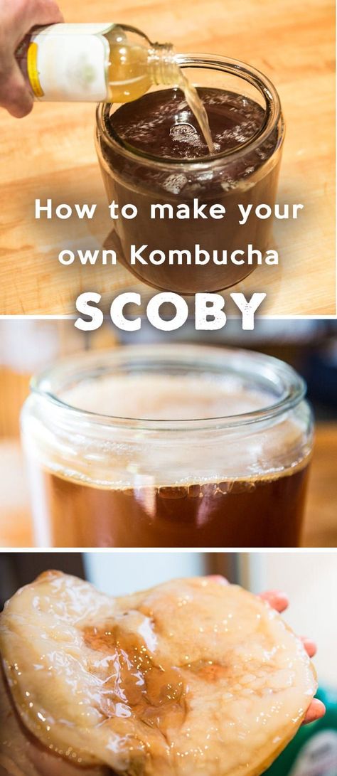 Fermented Beverages, Make Your Own Kombucha, Diy Kombucha, Kombucha Starter, Kombucha Scoby, How To Brew Kombucha, Kombucha Recipe, Homemade Kombucha, Kombucha Tea