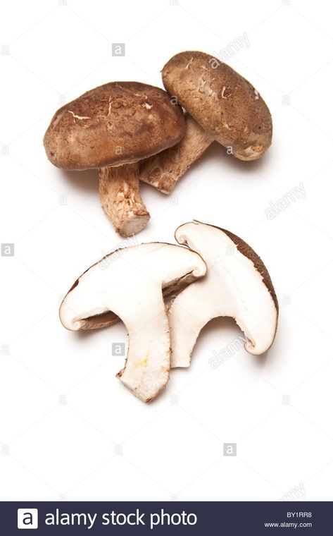 Shitake Mushrooms, White Studio Background, Shitake Mushroom, Studio Background Images, Shiitake Mushroom, Studio Background, Dumplings, Art Reference, Stuffed Mushrooms