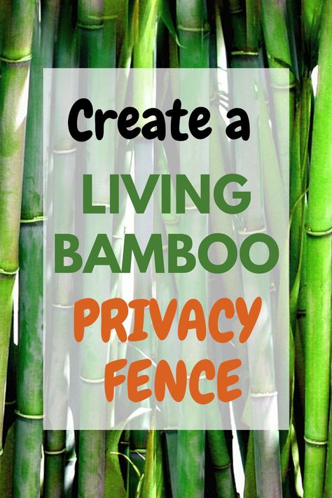 Live Bamboo Fence, Natural Privacy Fence Ideas Living Walls, Planting Bamboo Privacy Fences, Bamboo Landscaping Ideas Backyards, Bamboo Planters For Privacy, Clumping Bamboo Privacy Fence, Bamboo Landscape Ideas, Natural Privacy Fence Ideas, Diy Bamboo Fences