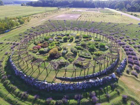 Lavender Labyrinth, Labyrinth Walk, Labyrinth Garden, Cherry Farm, Relaxing Places, Farm Market, Lavender Farm, Lavender Plant, Summer Bucket