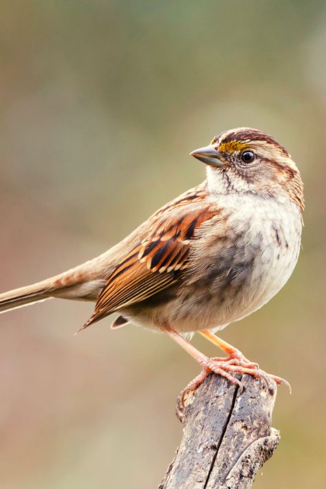 17 Beautiful Birds of Kentucky | White-throated Sparrow Sparrow Art, Vogel Tattoo, Birds Photography Nature, Foto Transfer, Cutest Animals, Bird Wallpaper, Wildlife Photos, Nature Birds, Bird Pictures