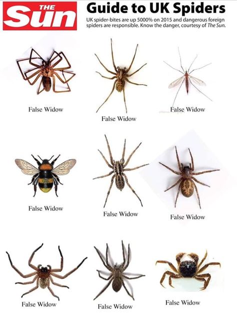 Spider Identification, Dangerous Spiders, Insect Illustration, Folgers Coffee, Spider Bites, Nike Fashion Shoes, Beautiful Bugs, Animal Nature, Animal Facts