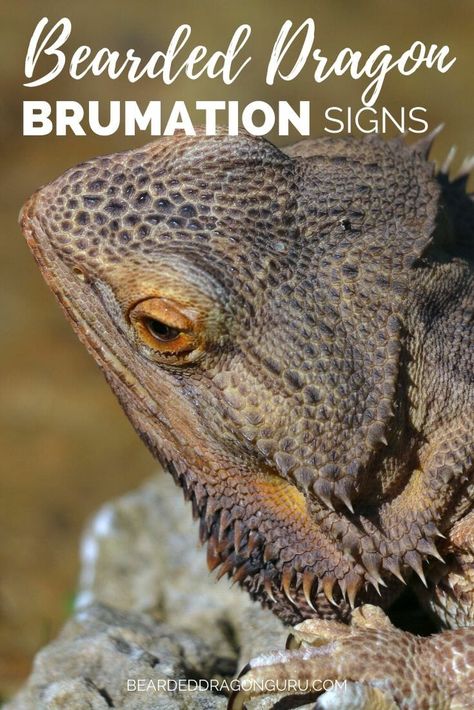 6 Signs of Bearded Dragon Brumation, or is it Dead- Bearded Dragon Guru Reptile Enrichment, Fancy Bearded Dragon, Beard Dragon, Bearded Dragon Toys, Dragon Facts, Bearded Dragon Diy, Bearded Dragon Enclosure, Bearded Dragon Terrarium, Bearded Dragon Funny