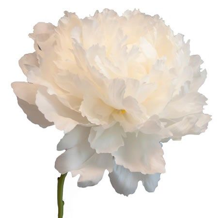 PEONY BOWL OF CREAM is a beautiful Cream cut flower. It is approx. 50cm. Cream Peony, Flower Arrangements Wedding, Dutch Flowers, Flower Guide, Flower Bucket, Florist Supplies, Greenery Garland, Flowers Delivered, Flower Food