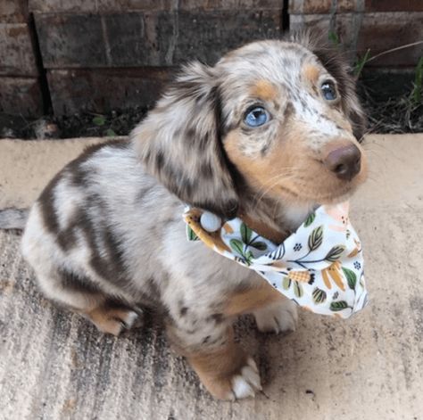 Miniature Dachshund Puppies For Sale | Dallas, TX Long Hair Dapple Miniature Dachshund, Dapple Miniature Dachshund, Long Hair Daschund Puppies, Dapple Dachshund Puppy For Sale, Mini Dachshund Puppies For Sale Near Me, Mini Dash Hound, Weener Dogs Puppies, Mini Dauchsands, Daushands Puppies