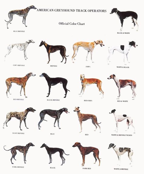 Greyhounds Sight Hounds, Greyhound Adoption, Greyhounds Racing, Greyhound Art, Grey Hound Dog, All Dogs, Italian Greyhound, Hound Dog, Whippet