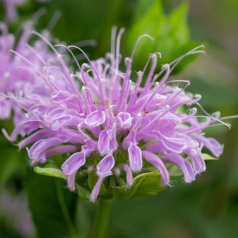 Wild bergamot (Monarda fistulosa) Care Guide. Wild bergamot (Monarda fistulosa) is a wildflower related to mint. It is also known as bee balm and indeed attracts a great many bees (hummingbirds like it as well). Wild bergamot is sometimes used to make strong-flavored tea. One variant is cultivated specifically for its lemony-scented essential oil. Bergamot Benefits, Bee Hummingbird, Bee Balm, Powdery Mildew, Essential Oil Scents, Liquid Fertilizer, Flavored Tea, Low Maintenance Plants, Native Garden