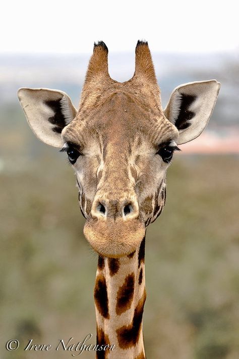 Giraffe Portrait, Giraffe Face, Giraffe Photography, Giraffe Images, Giraffe Photos, Giraffe Pictures, Giraffe Art, African Wildlife, Animal Faces