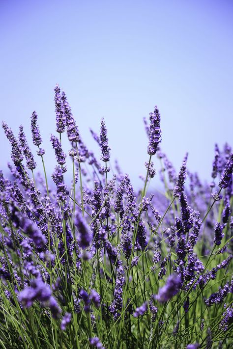 Growing Lavender, Lavender Garden, Flower Meanings, Victorian Flowers, Lavender Plant, Lovely Lavender, Trendy Flowers, Sleeve Tattoo, Lavender Flowers