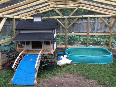 Duck Incloser, Inside Duck House, Duck Coop Decor, Duck Sanctuary, Duck Run Ideas With Pond, Duck Shed, Duck Enclosure Ideas With Pond, Duck Setup, Duck Slide