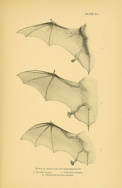 A history of British mammals. v.1.  London :Gurney and Jackson,1910-1921. Bat Anatomy, Tattoo 101, Bat Printable, Wings Inspiration, Ruby Gloom, Bug Tattoo, Bat Art, Bat Tattoo, Animal Drawing