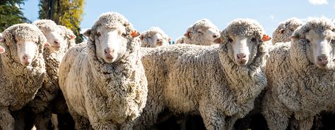 Why merino is our go-to layer year round – and the perfect travel companion. Merino Sheep, Farm Paintings, Travel Companion, Merino Wool, Sheep, Wool, Animals