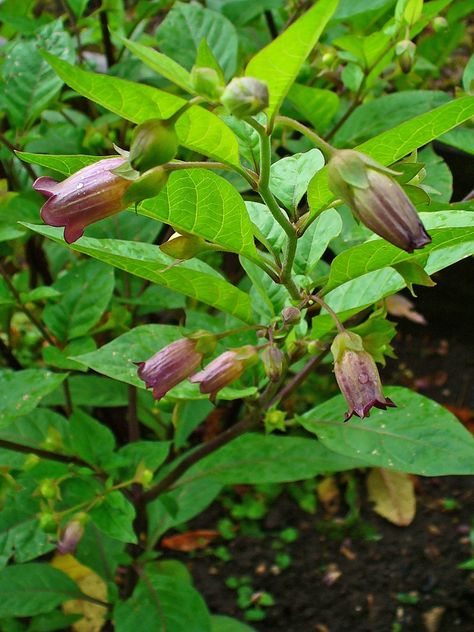 Bella Donna Flower, Media Sombra, Deadly Nightshade, Seed Storage, Seed Box, Seed Germination, Gardening Advice, Rare Flowers, Organic Seeds