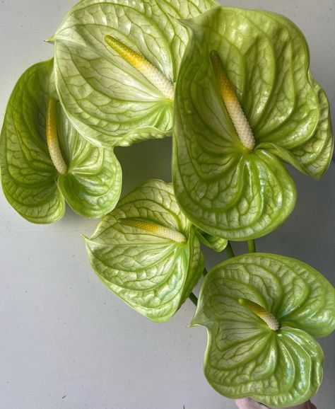 Green Anthurium Bouquet, Green Anthurium Arrangement, Wedding Anthurium, Anthuriums Flowers, Anthurium Wedding, Anthurium Arrangement, Green Anthurium, Anthurium Bouquet, Ranunculus Wedding Bouquet