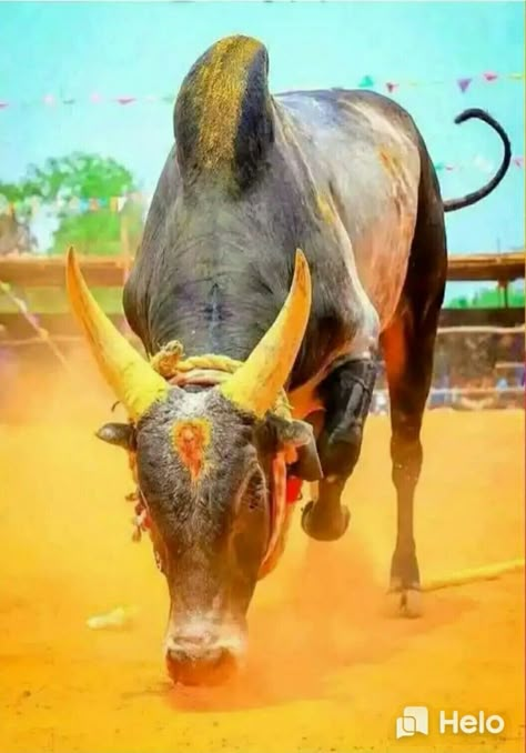 Animals Jallikattu Images Hd Wallpaper, Jallikattu Bull Images, Jallikattu Photos, Jallikattu Images Background, Kangayam Bull Images, Jallikattu Kaalai Hd Images, Jallikattu Images, Indian Bull Images, Bull Pictures