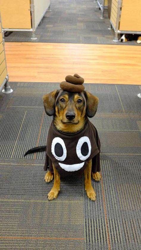 literal poopy Cute Dog Halloween Costumes, Dog Halloween Outfits, Halloween Cottage, Best Dog Halloween Costumes, Best Dog Costumes, Cute Dog Costumes, Puppy Costume, Diy Dog Costumes, Poop Emoji