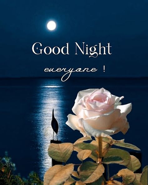 Beautiful Good Night Images For Australia Happy Good Night, Love Good Night, Good Night Love Pictures, Good Night Qoutes, New Good Night Images, Good Night Images Hd, Lovely Good Night, Good Night Wallpaper, Good Night Everyone