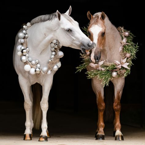 Christmas Photoshoot With Horse, Christmas Horse Photoshoot, Horse Fancy Dress, Christmas Couple Photos, Horse Photography Poses, Winter Horse, Christmas Horse, Horse Christmas, Christmas Horses