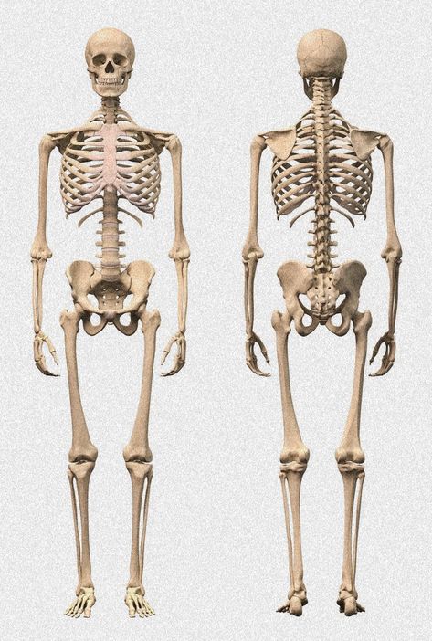 Human Body Bones, Male Skeleton, Skeleton Human, Human Skeleton Anatomy, Skeleton Body, Photos Logo, Skeleton Anatomy, Body References, Dog Spa