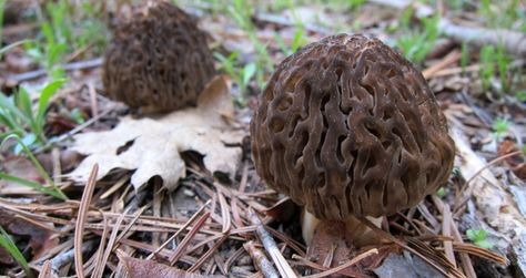 Sierra burn morels Fried Morels Recipe, Morel Recipes, Cardamon Recipes, Foraging Mushrooms, Recipes Mushrooms, Plants And Mushrooms, Wild Onions, Craft Table Diy, Morel Mushrooms