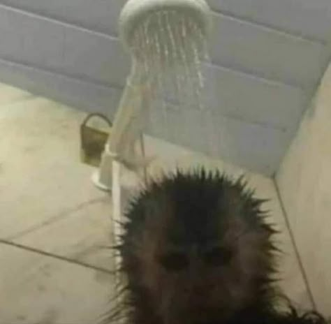 An Animal, Shower, Water