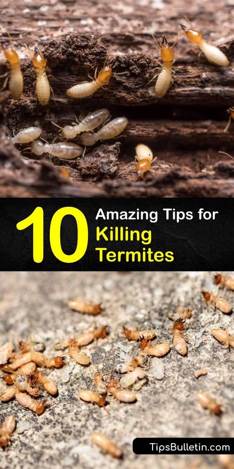 Don't let a termite infestation overwhelm you. Follow our guide to learn a home remedy for killing termites using boric acid. Discover the best options for targeting subterranean termites and how to eliminate a drywood termite colony. #termite #pest #infestation #control Kill Termites, Diy Vinegar, Drywood Termites, Wood Termites, Diy Bug Spray, Bug Spray Recipe, Termite Damage, Bushcraft Shelter, Kill Ants