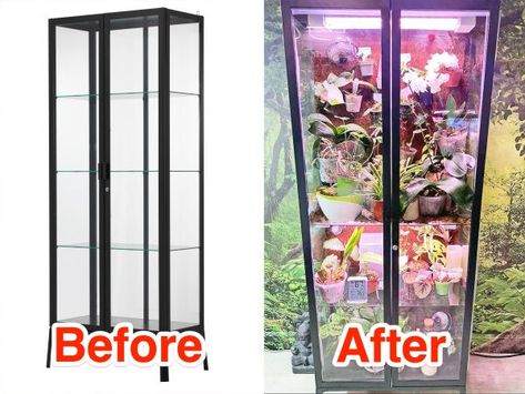 How to Turn an Ikea Milsbo Cabinet Into a Greenhouse for Houseplants Milsbo Greenhouse Hack, Milsbo Greenhouse Cabinet, Milsbo Greenhouse, Ikea Milsbo Greenhouse, Milsbo Greenhouse Short, Ikea Greenhouse Cabinet Rudsta, Ikea Glass Cabinet Greenhouse, Ikea Detolf Greenhouse, Ikea Greenhouse Cabinet Fabrikor