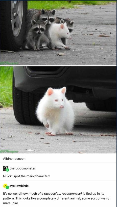 48 Fun Pics to Boost You Up - Wow Gallery White Animals, Albino Animals, Trash Panda, Funny Animal Memes, Animal Jokes, Cute Creatures, Wild Life, On The Ground, Cute Little Animals