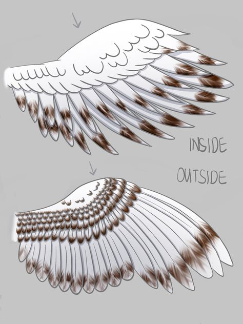 Owl Wings Reference, Owl Eye Drawing, Human With Owl Wings, Snowy Owl Character Design, How To Draw A Snowy Owl, Owl Wings Drawing Reference, Snowy Owl Flying, Owl Wing Reference, Snow Owl Wings