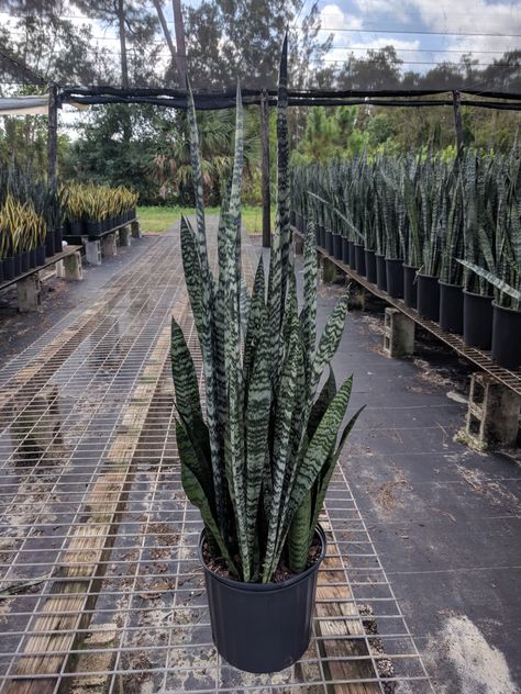 Sansevieria Plant, Snake Plants, Ornamental Plants, Snake Plant, Raised Garden, Plant Life, Indoor Garden, Green Thumb, Forest