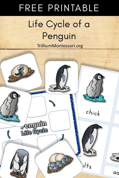 Free printable about the life cycle of a penguin.  Perfect for your penguin, winter or Antarctica theme or unit Penguin Curriculum Preschool, Penguin Lesson Plans Preschool, Penguin Stem, Life Cycle Of A Penguin, Penguins Kindergarten, Penguin Preschool, Penguin Life Cycle, Life Cycles Preschool, Penguin Unit